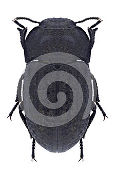 Beetle Opatrum riparium