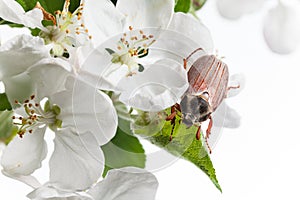 Beetle in orchard