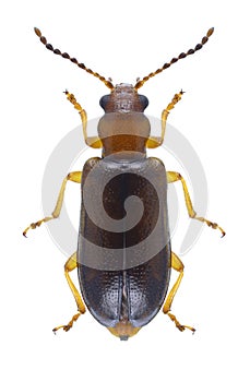 Beetle Orsodacne cerasi