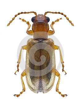 Beetle Orsodacne cerasi