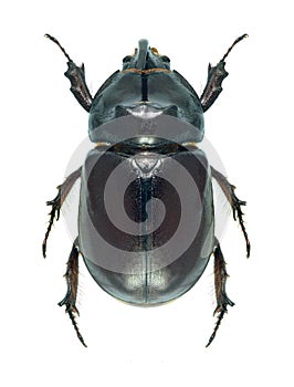 Beetle Oryctes nasicornis