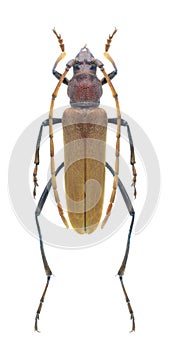 Beetle Osphranteria suaveolens