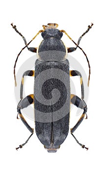 Beetle Osphya bipunctata