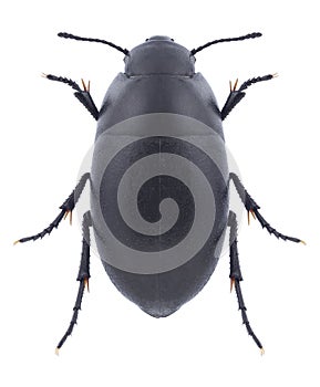 Beetle Oxycara laevigatum