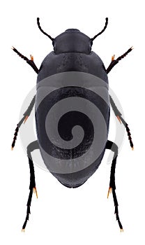 Beetle Oxycara laevigatum