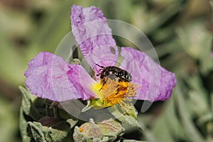 Beetle Oxythyrea funesta on cistus albidus flower in the preventorium of Alcoy photo