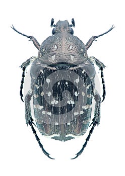 Beetle Oxythyrea funesta photo