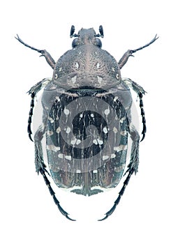 Beetle Oxythyrea funesta
