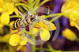 Beetle (Paraplagionotus floralis) on yellow flowers photo