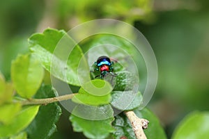 A Beetle perched on a plant leaf. Superfamily Scarabaeoidea, Fam