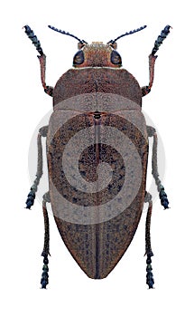 Beetle Perotis lugubris lugubris