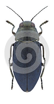 Beetle Phaenops cyanea