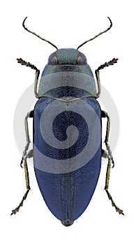 Beetle Phaenops cyaneus