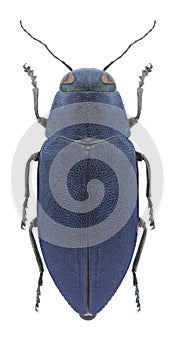 Beetle Phaenops cyaneus