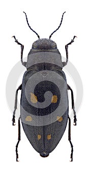Beetle Phaenops guttulatus