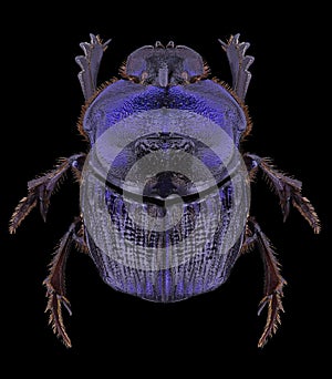 Beetle Phanaeus lancifer