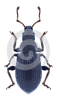 Beetle Phyllobius brevis