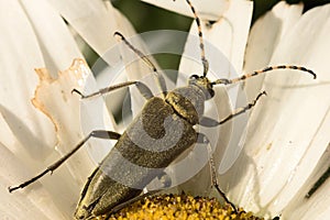 Beetle Phyllobius on camomile