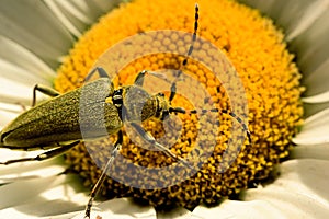 Beetle Phyllobius on daisy macro