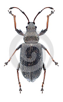 Beetle Phyllobius pyri