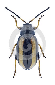 Beetle Phyllotreta nemorum