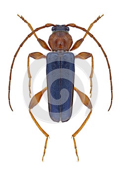 Beetle Phymatodes testaceus