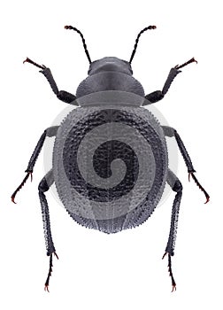 Beetle Pimelia bottae