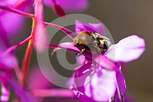 Beetle on a pink fireweed flower. Close-up in summer