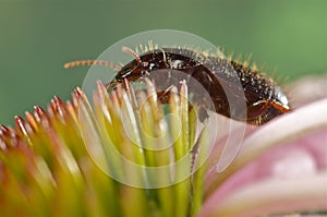 Beetle on a pink flower