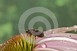 Beetle on a pink wildflower