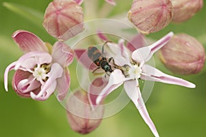 Beetle on a pink wildflower