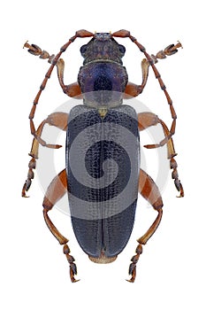 Beetle Plateumaris braccata
