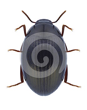 Beetle Platydema triste