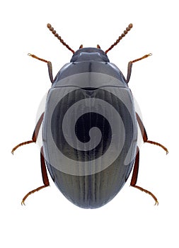 Beetle Platydema triste