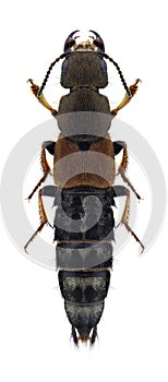 Beetle Platydracus chalcocephalus