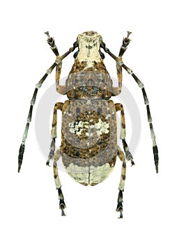 Beetle Platystomos albinus (male)
