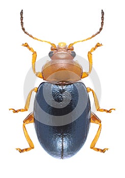 Beetle Podagrica fuscicornis photo