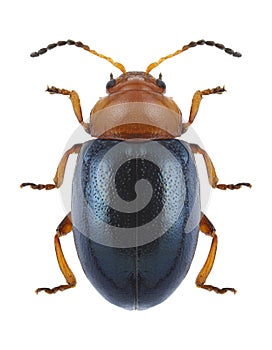 Beetle Podagrica fuscicornis photo