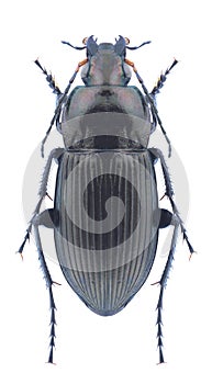 Beetle Poecilus cupreus