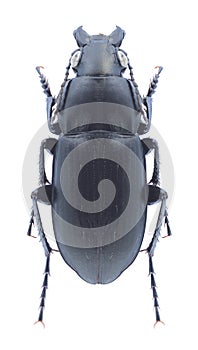 Beetle Poecilus punctulatus