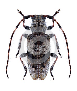 Beetle Pogonocherus decoratus