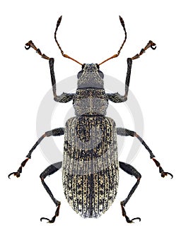 Beetle Polydrusus cervinus