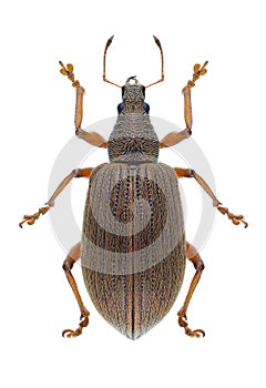 Beetle Polydrusus mollis