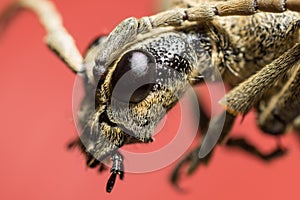 Beetle portrait. Bug macro.