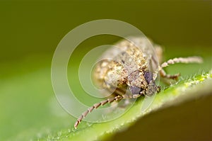 Beetle portrait on a green leaf