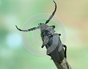 Beetle Prionus coriarius (male)
