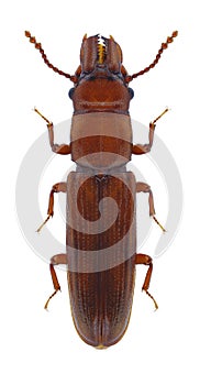 Beetle Prostomis mandibularis