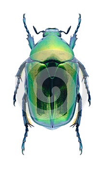 Beetle Protaetia affinis