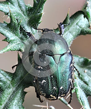 Beetle Protaetia (Netocia) subpilosa dorchini