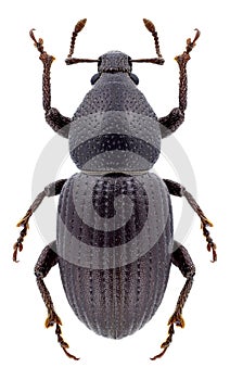 Beetle Psallidium syriacum